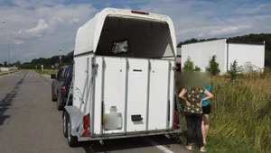 Policajná hliadka zostala v šoku: Vodič v prepravníku na kone viezol deti