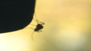 Obyvatelia okolia Moravy pozorujú roje komárov. Pri ďalších záplavách bude postrek nevyhnutný