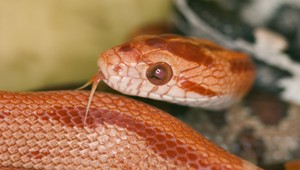 Neuveriteľné! Američan (53) mal v dome 400 hadov!