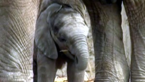 Je to síce ešte dieťa, no už má 110 kíl