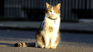 Mačky zamorujú populáciu parazitom. Útočia aj na mozog