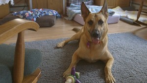 Súd nariadil utratiť psa, očistili ho až testy DNA