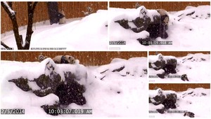 VIDEO. Roztomilá panda si myslí, že je ľadový medveď!