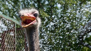 Pštros preskočil vysoký plot a ušiel. Naháňalo ho päť ľudí