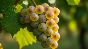 Vo viniciach pri Vrábľoch sa začali oberačky. Úroda hrozna bude lepšia než vlani