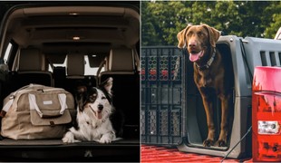 Chcete cestovať na dovolenku so psom? TAKTO ho jednoducho naučíte na klietku!