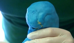 Vesmír, páv, hasičská zbrojnica