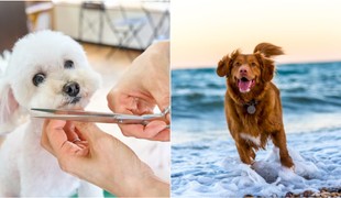 Tieto psie plemená NIKDY nestrihajte: Môžete im spôsobiť viac škody než úžitku!