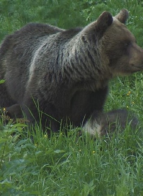 Hubára napadol medveď (1)