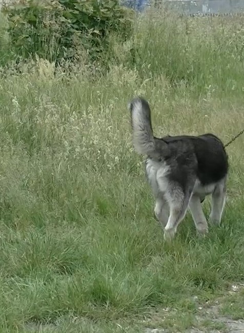 pes il psy v osade (1)