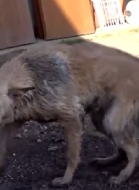 Hasiči zachraňovali psíka, ktorý spadol do hlbokej studne. Museli sa k nemu zlaniť