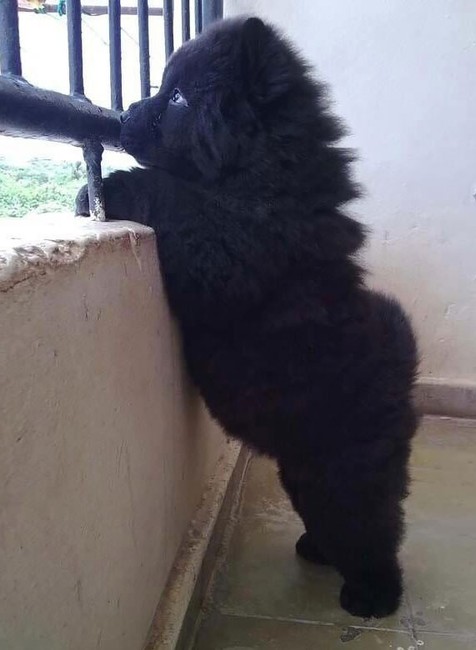 Najkrajšie šteňatá na svete