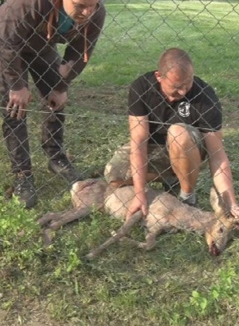 Zatúlaný srnec (1)