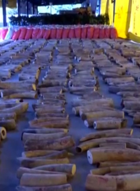 Najväčší zadržaný nález. Úrady na lodi našli 8,8 ton slonoviny