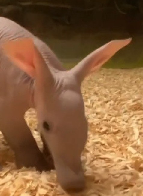 Hrabáč takaru v Zoo v Prahe 