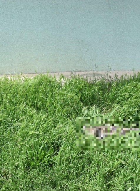 Muž z Trnavy pod vplyvom alkoholu vyhodil mačku z 8. poschodia. Hrozí mu väzenie