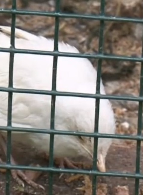 Namiesto čierneho biely. Takéto sfarbenie drozda sa často nevidí