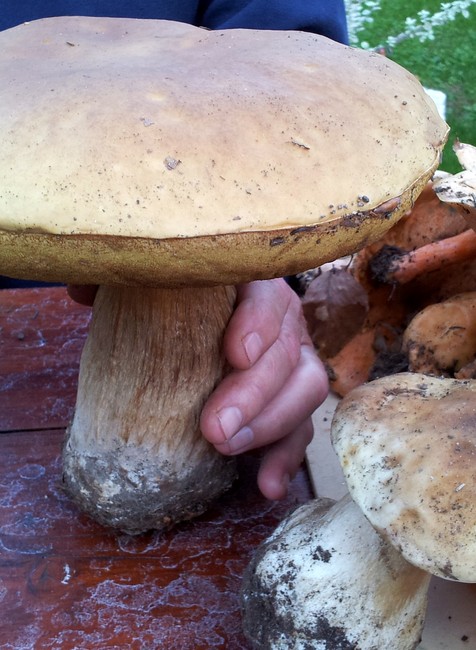 tvojenoviny hríby Bánovce nad Bebravou 1