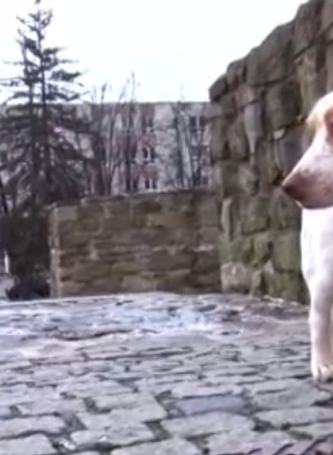 Šokujúci prípad z okolia Bardejova. Psíkovi niekto do očí nalial kyselinu