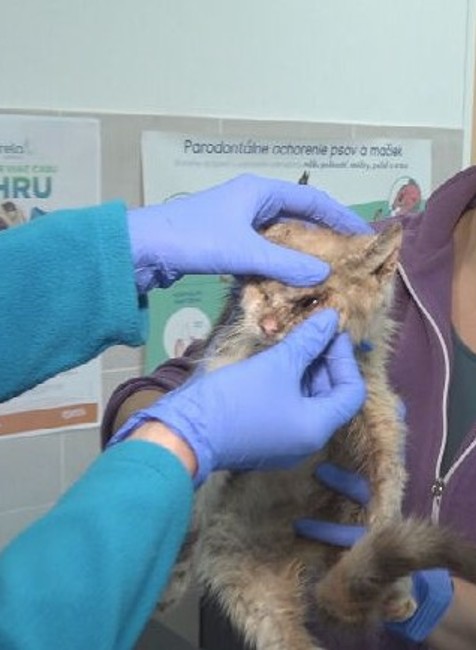 týraná mačka (10)