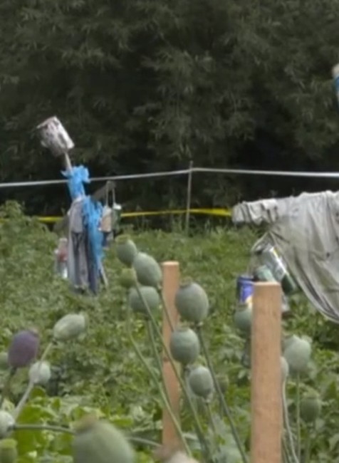 Zapáchajúce plienky ako ochrana. Ľuďom na Orave divá zver ničí úrodu