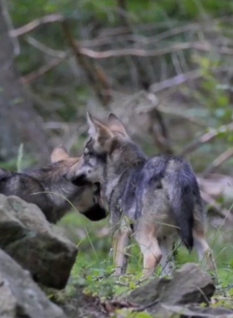 Veľká vzácnosť v slovenských pohoriach. V Javorníkoch pribudla vlčia rodina