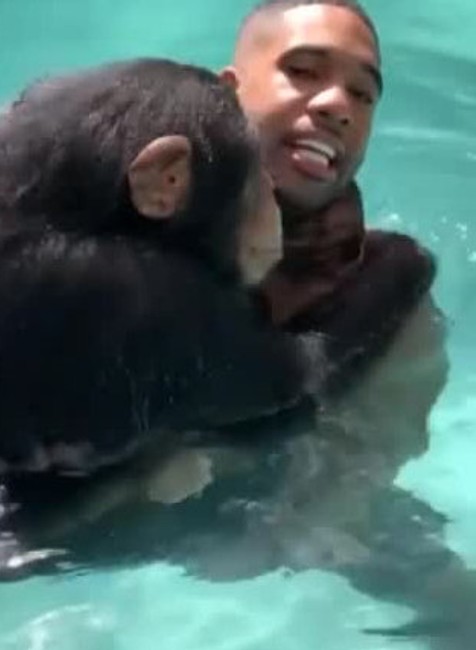 Šimpanz hviezdou internetu. V používaní mobilného telefónu je neprekonateľný