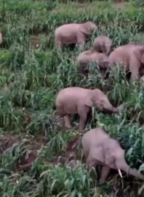 Sloní pochod v Číne