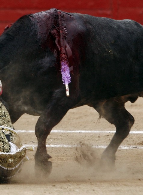 byk vlaci po zemi toreadora dieta-michelito lagravere