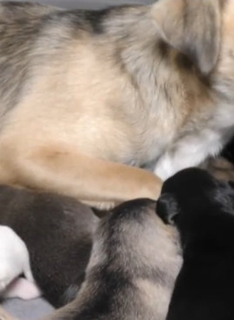 Nechcené šteniatka zachránili v poslednej chvíli. 