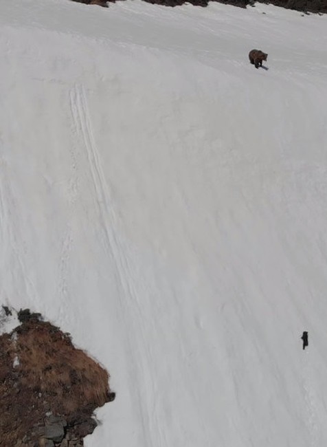 Medvede na zasneženej hore