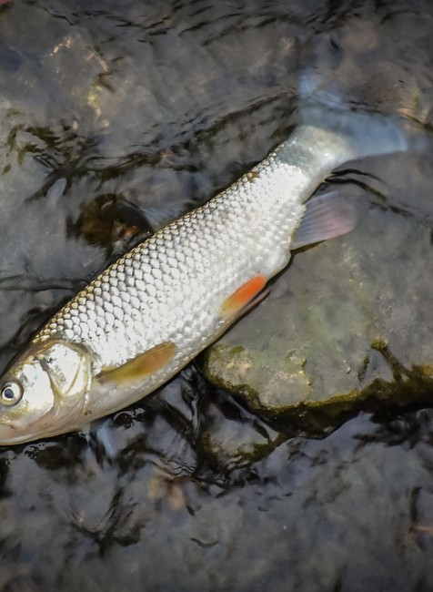 Uhynuté ryby na Myjave