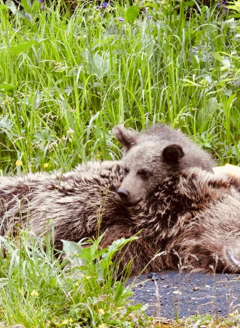 Medvedia rodinka našla nový domov ďaleko od ľudí.