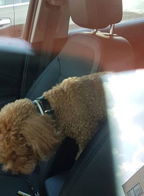 Prvý prípad sezóny v Petržalke. Majiteľka nechala psa v horúcom aute a šla nakupovať 