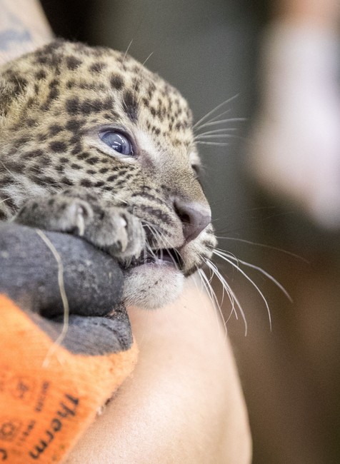ZOO, leopard