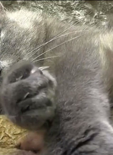 Mačka si adoptovala veveričky