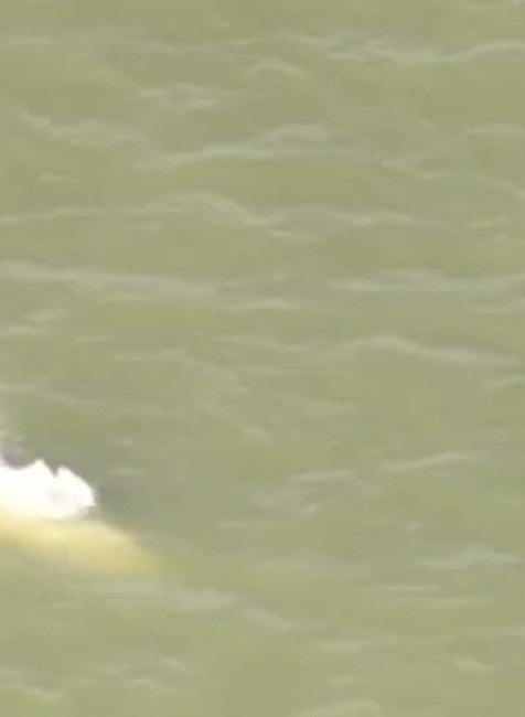 Neďaleko Londýna pláva veľryba bieluha