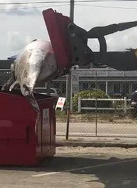 Nakladanie veľryby do kontajnera