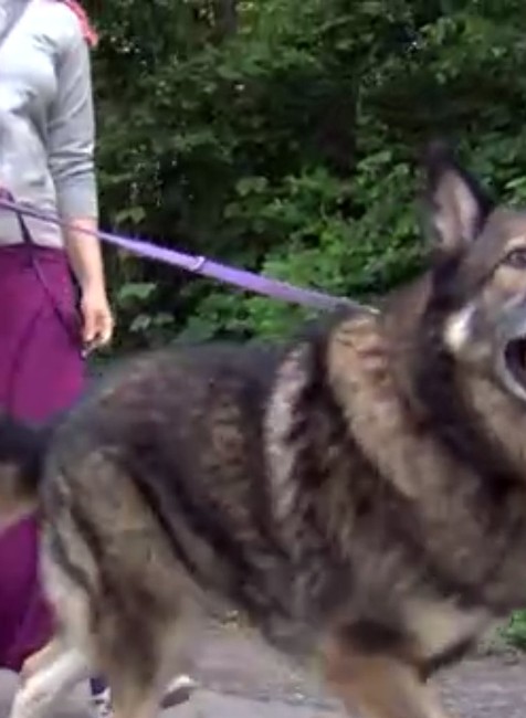 Prechádzka so psom skončila agresívnym útokom. Žene zranenia skomplikovali život