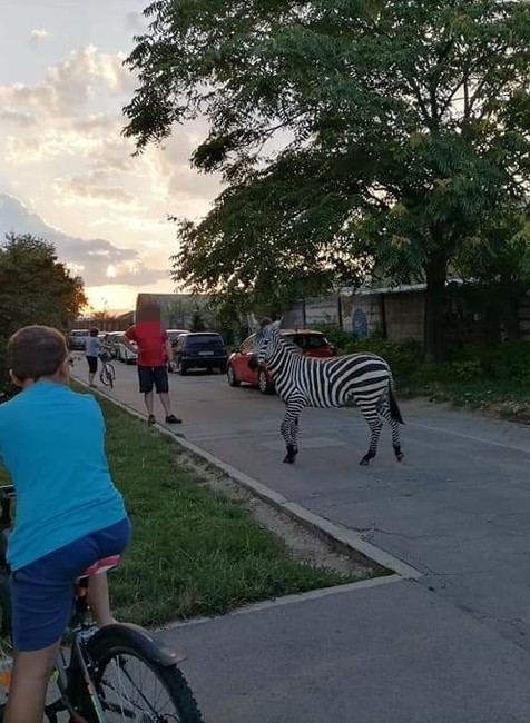 Odchyt zebry v Piešťanoch
