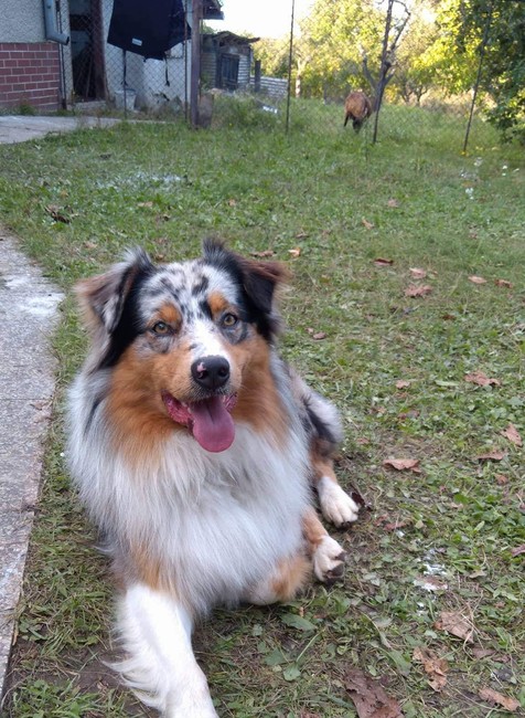 Stratil sa Jimmy, ktorý je nenahraditeľným členom rodiny. Pomôžte zúfalej rodine