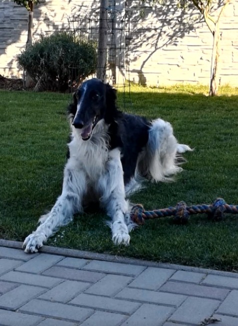 Je dôverčivý, prítulný a momentálne stratený. Pomôžte nájsť Kasima