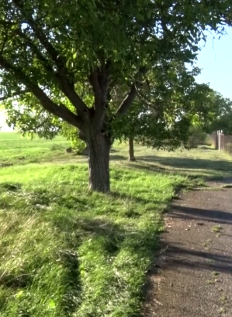 Nezvládol prejazd zákrutou a čelne vrazil do stromu. Pri dychovej skúške mu namerali tri promile