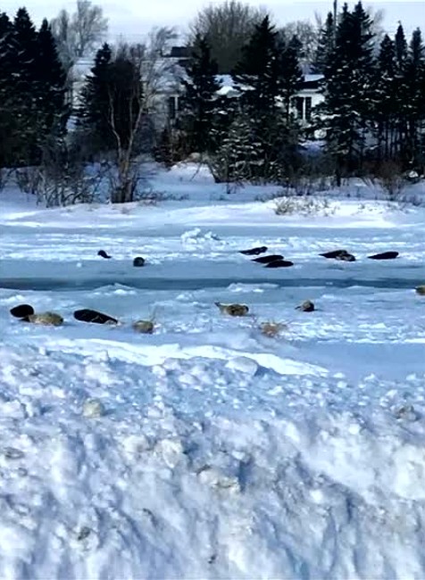 [multi] Po uliciach mesta sa pohybujú tulene. Do mora sa vrátiť nevedia, cesta im zamrzla 8671
