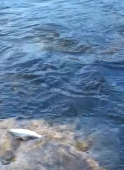 Masívny úhyn rýb v okolí Nových Zámkov. Dôvodov môže byť viac