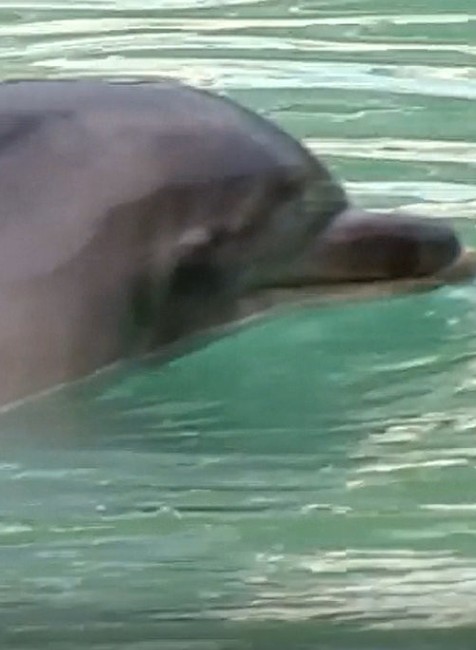 delfín Honey v zanedbanom akváriu