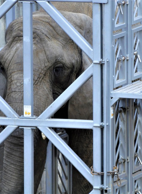 Sťahovanie slonov v ZOO Bojnice