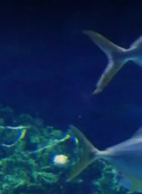 Stromček pre žralokov