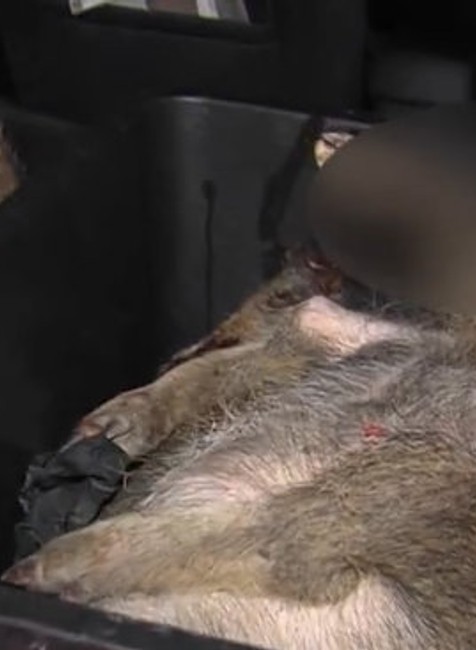 Vodič zmasakroval na ceste päť diviakov.