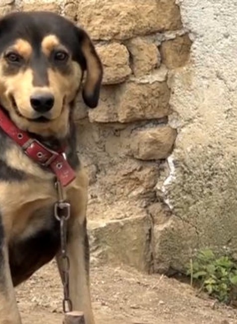 Psov držali na reťazi, trpeli. Petíciu proti tomuto týraniu podpísali desaťtisíce Slovákov